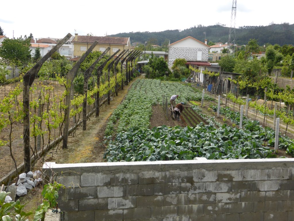 Horticultura num ambiente urbanizado/industrial