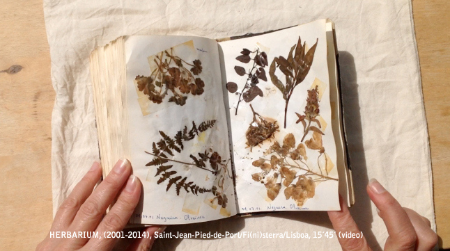 Herbarium (2001-2014) Saint-Jean-Pied-de-Port / Inglaterra / Lisboa, 15'45" (vídeo)